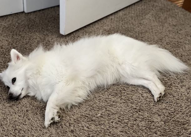 Casper, a white American Eskimo dog, laying on his side, eyes looking at camera